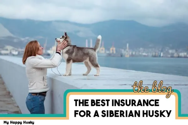 best pet insurance for a siberian husky