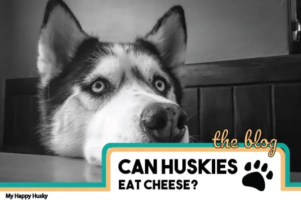 can huskies eat cheese