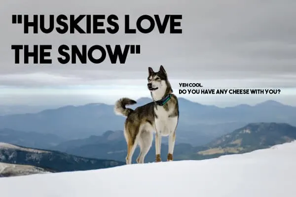 can huskies eat cheese