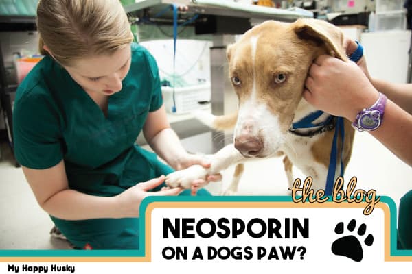 is it ok for a dog to lick neosporin