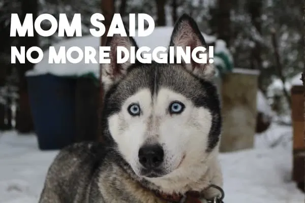 husky digging holes