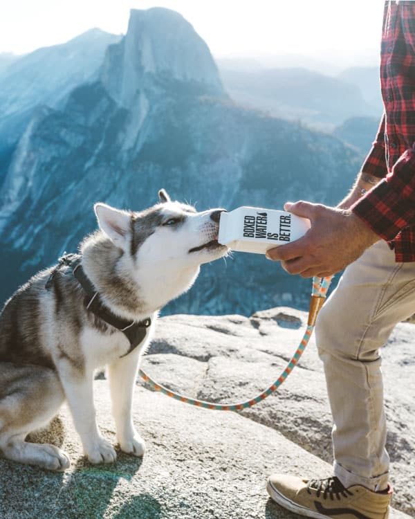 How Much Exercise Does a Husky Puppy Need? My Happy Husky