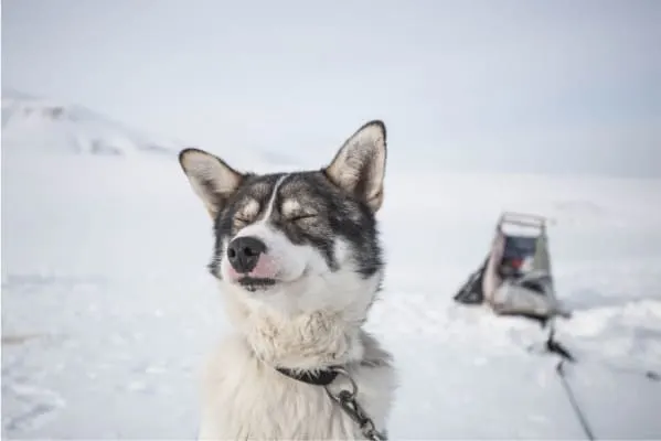 husky outside in winter