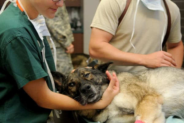Can I put Neosporin on my dogs paw pads?