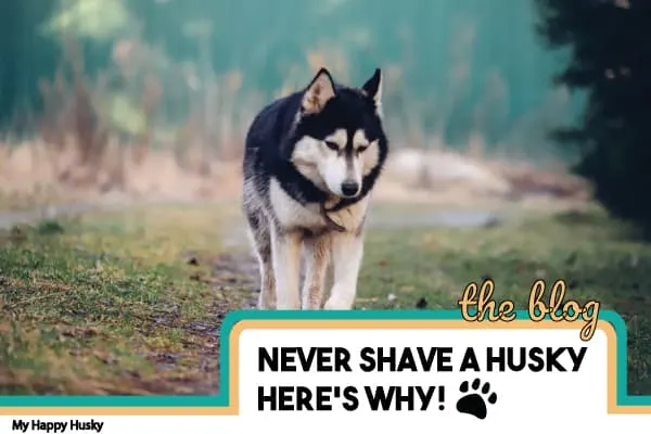 can you shave a husky