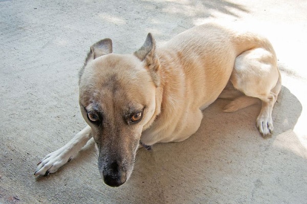 canine body language