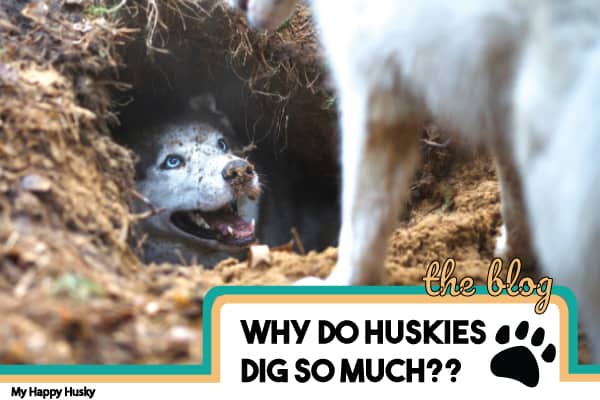 why do huskies dig