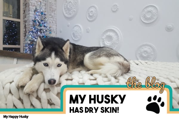 why does my husky have dry skin