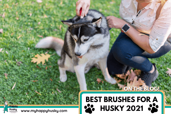 BEST BRUSHES FOR A HUSKY