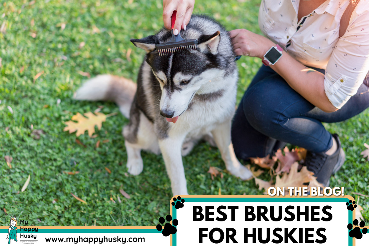 best-brush-husky
