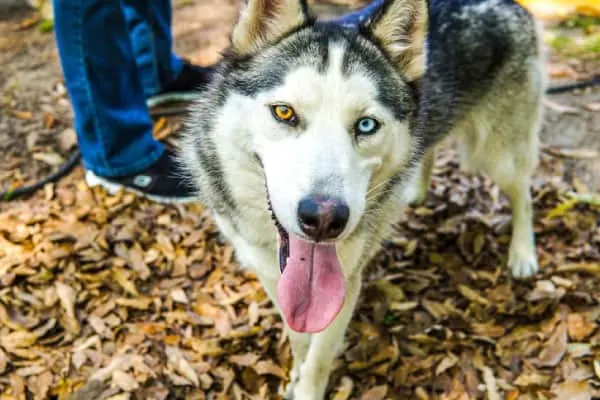husky with different color eyes