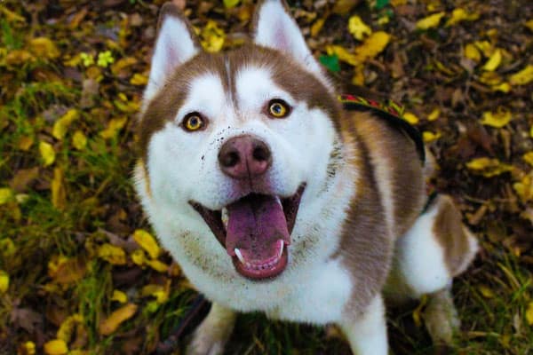 husky with brown eyes