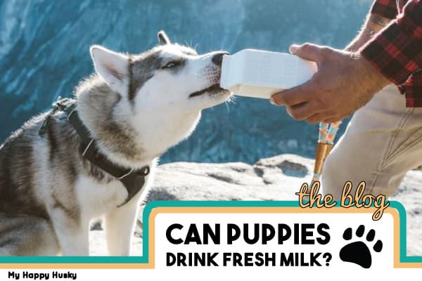 can puppies drink fresh milk?
