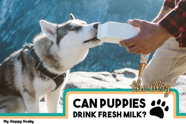 is it good to give puppies milk