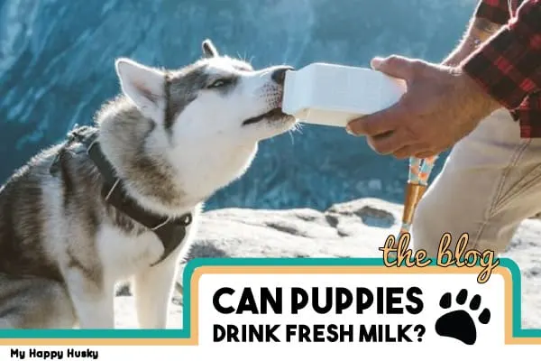 can puppies drink fresh milk?