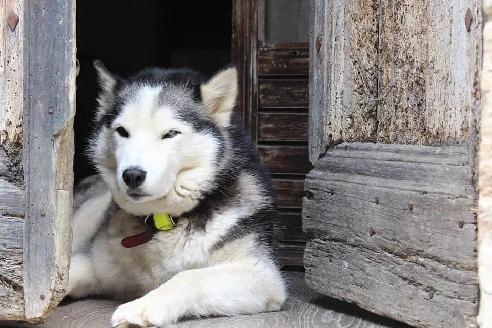 calm husky laying at home