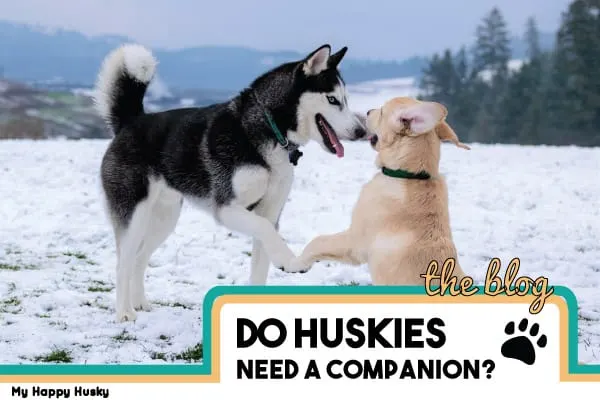 do huskies need a companion