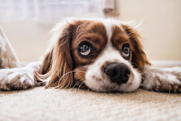 how to remove dog poop from wool carpet