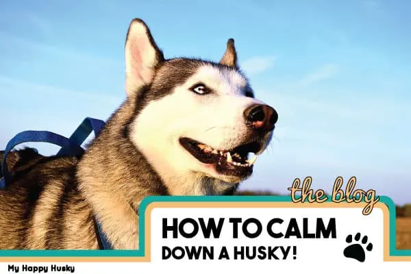 how to calm down a husky