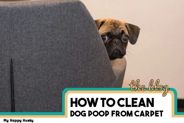 how to get rid of dog poop from carpet