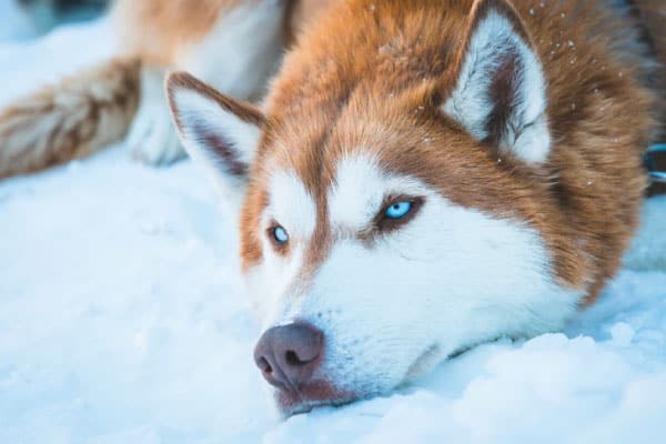 why do huskies eyes change color