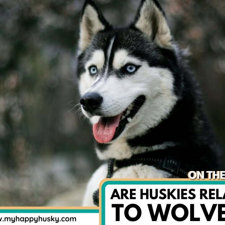 Husky Vs Wolf Are Huskies Related to Wolves? My Happy Husky