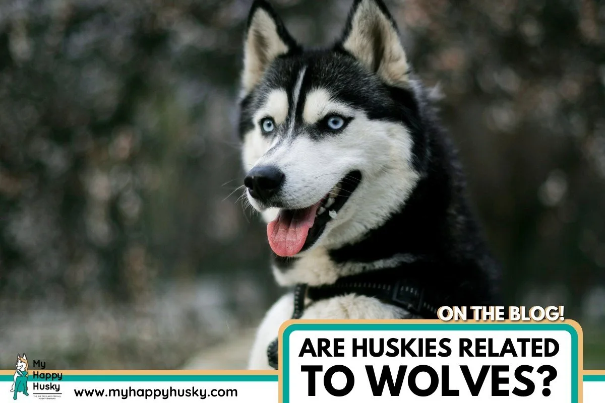 are wolves and huskies the same