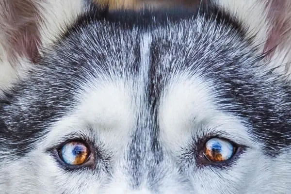 parti-colored eyes husky