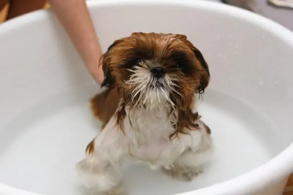 is bathing your dog too much bad