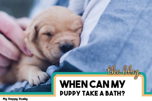 how often can i bathe my puppy