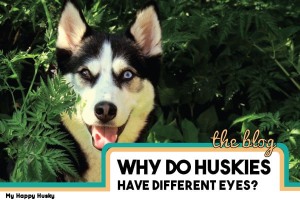 why do huskies have different color eyes