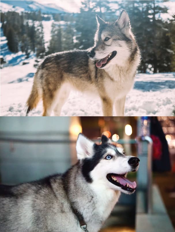 husky vs lupo