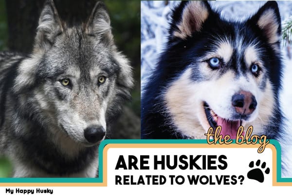 are huskies related to wolves