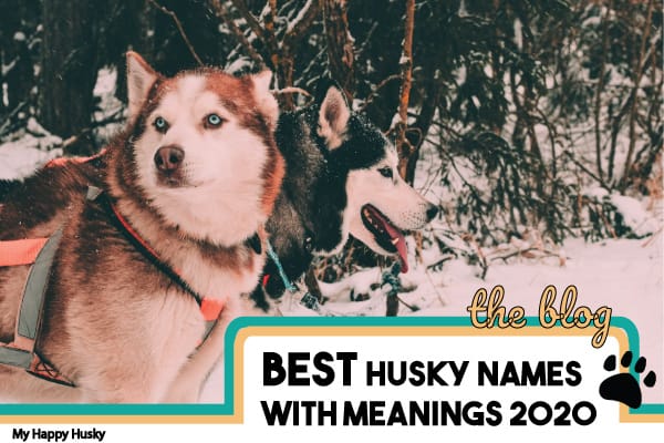 Husky Names 101 Exotic Husky Names And Meanings My Happy Husky