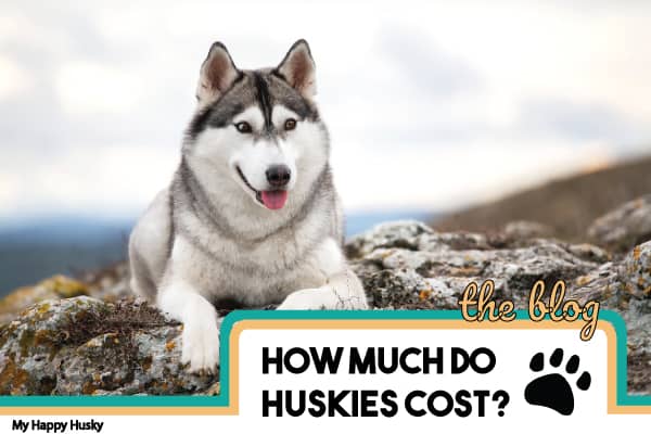 red husky cost