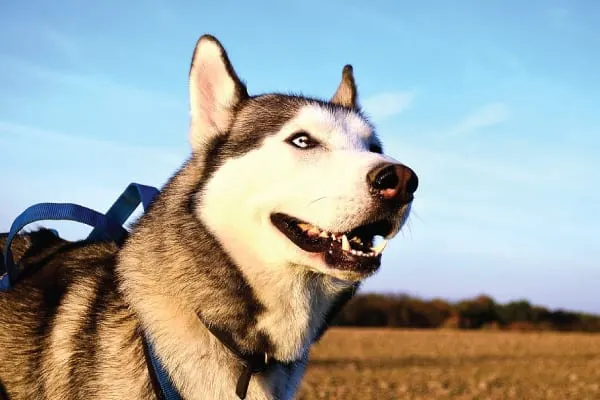 names for male siberian husky