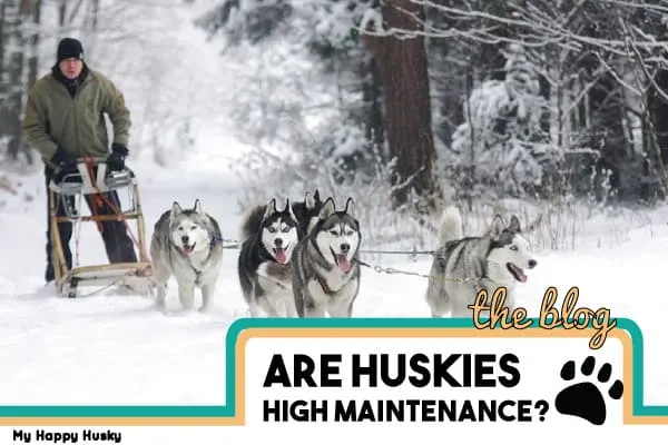 are huskies high maintenance