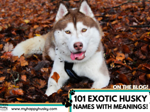 101 EXOTIC Husky Names WITH Meanings! Male & Female