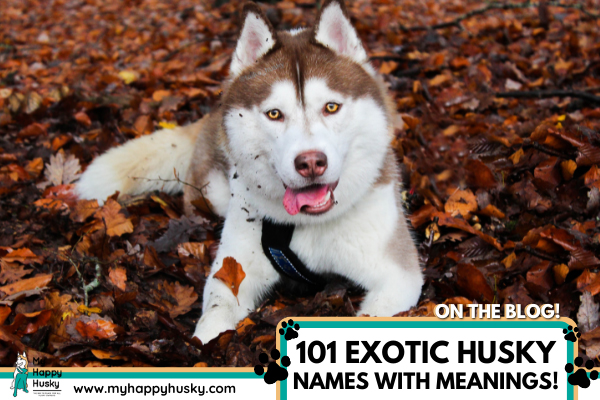 husky-names