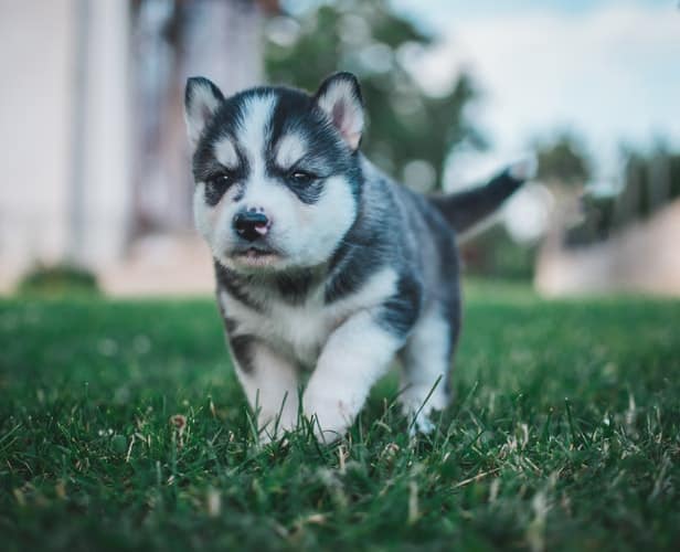 best exotic names for siberian husky