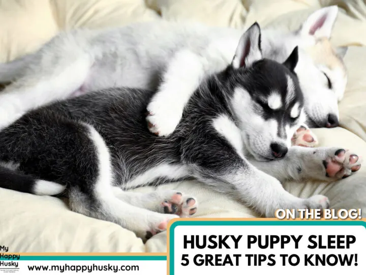 husky-puppy-sleep