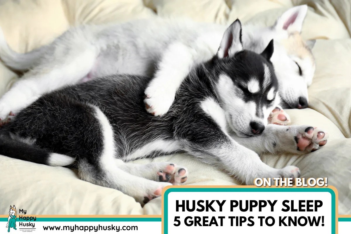 husky-puppy-sleep