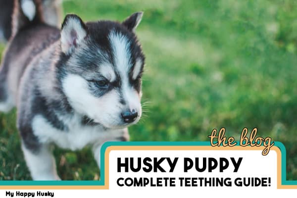 husky teething