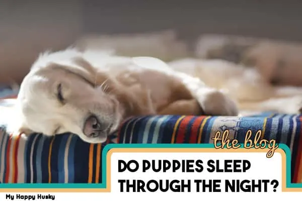 how long do puppies sleep for at night