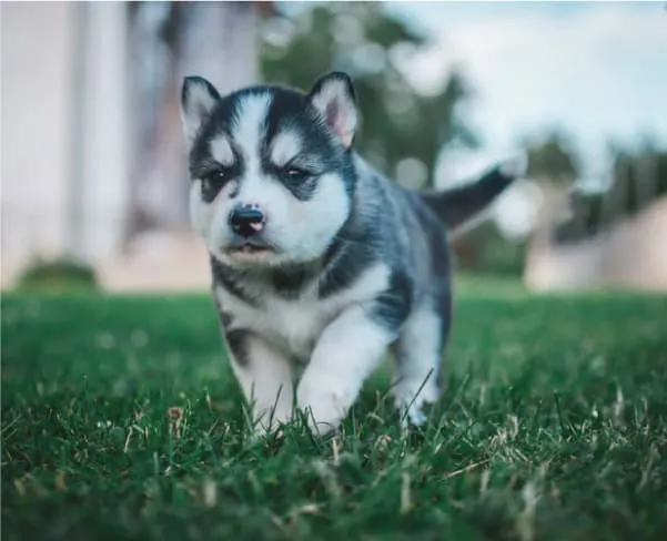 when do huskies lose their teeth