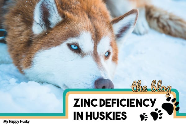 what vitamin deficiency causes seizures in dogs