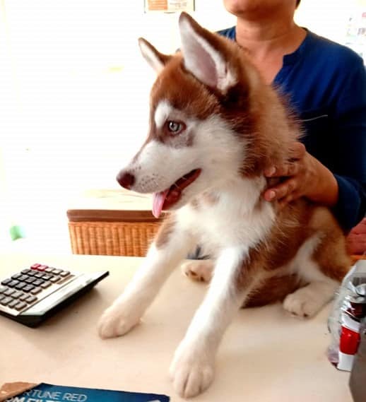 siberian husky advice and tips