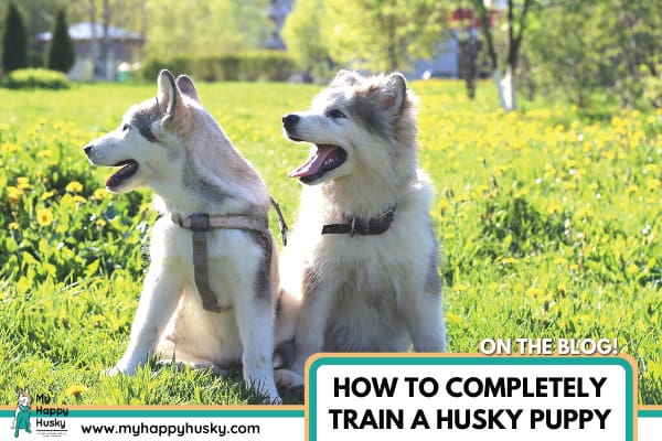 How To Completely Train A Husky Puppy: (Proven Methods) – My Happy Husky