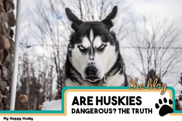 are siberian huskies on the dangerous dog list