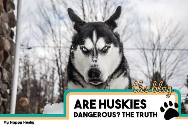 are huskies dangerous